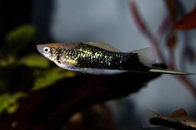 No prizes for guessing how the Swordtail got its name - with its distinctive tail differentiating it from its close cousin the Platy. Selective breeding means they are available in a wide variety of colours including black, silver, orange, red, and mixed patterns.