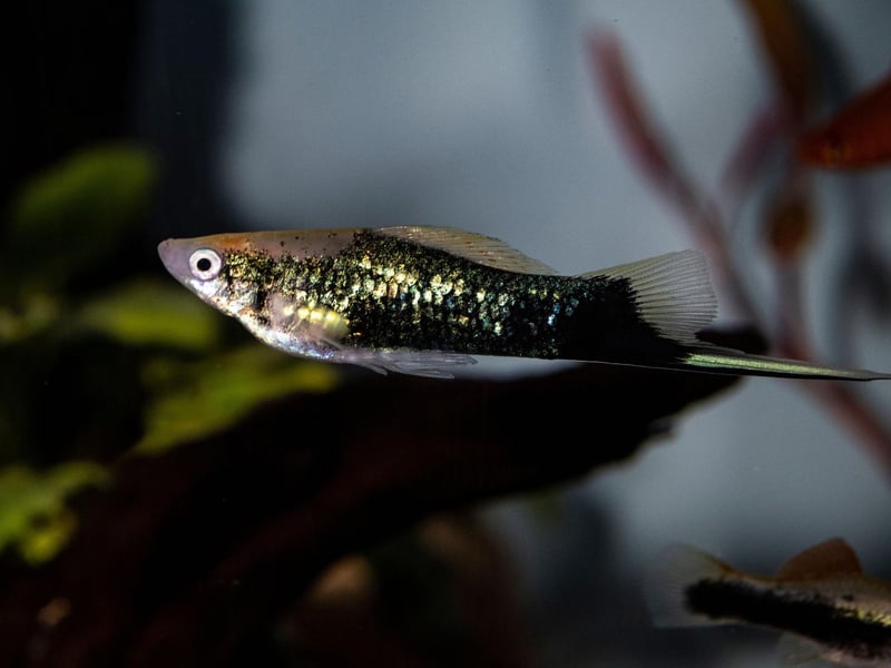 No prizes for guessing how the Swordtail got its name - with its distinctive tail differentiating it from its close cousin the Platy. Selective breeding means they are available in a wide variety of colours including black, silver, orange, red, and mixed patterns.