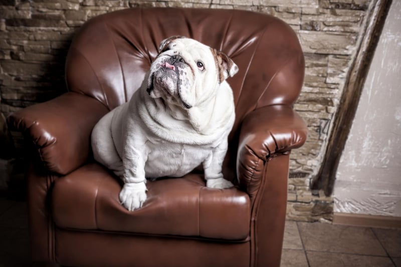 The second most popular Bulldog name is Churchill - again inspired by arguably the UK's most famous Prime Minister, who was himself nicknamed the British Bulldog during the war years.