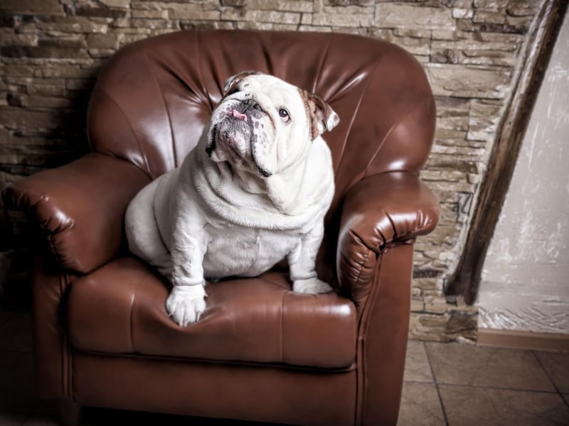 The second most popular Bulldog name is Churchill - again inspired by arguably the UK's most famous Prime Minister, who was himself nicknamed the British Bulldog during the war years.