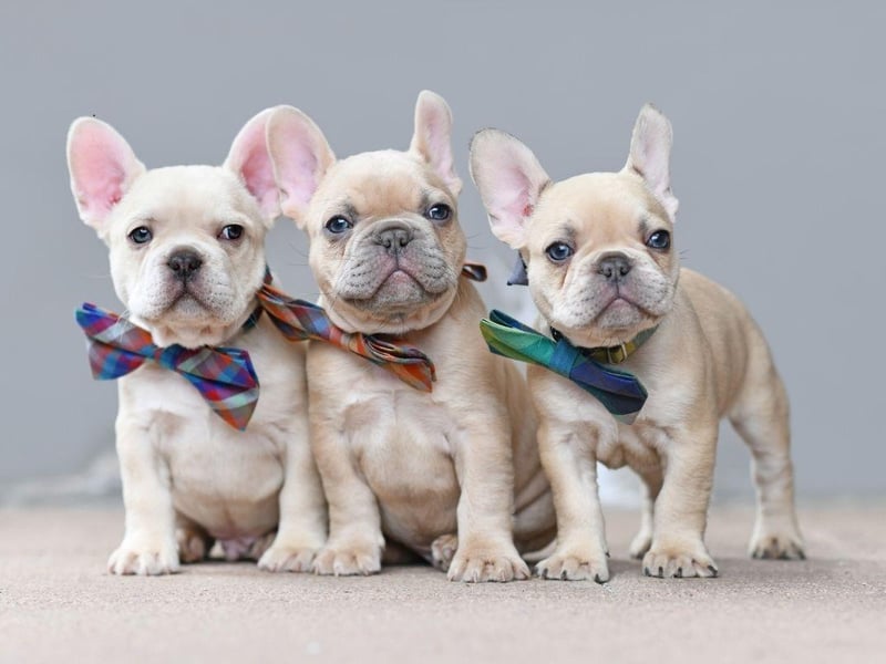 Fussy eating Frenchies are nothing new and it can be frustrating trying to find a meal routine that works. Some recommended tactics include feeding them in a cooler room, pouring some chicken broth over their food, or feeding them by hand.