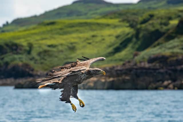 Mull is home to numerous iconic Scottish species, including sea eagles, and is a popular destination for nature tourists. Picture: Gordon Buchanan
