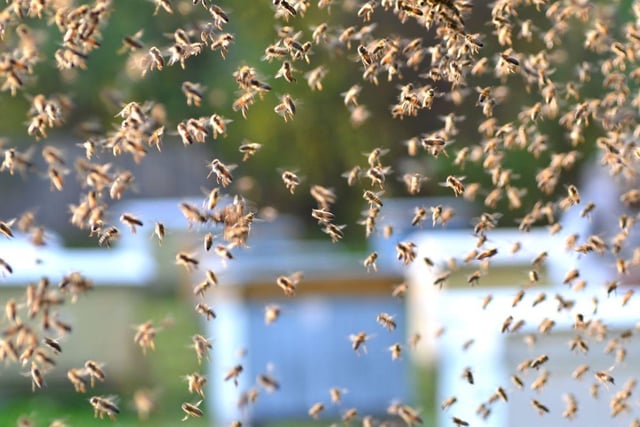 A swarm of bees invaded the golf course at the 2023 Mexico Open, leading to a temporary halt in play for safety reasons.