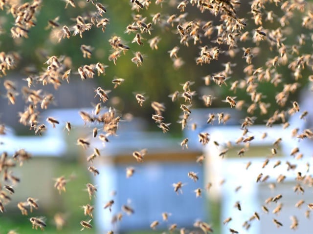 A swarm of bees invaded the golf course at the 2023 Mexico Open, leading to a temporary halt in play for safety reasons.
