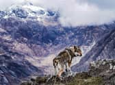 Wolfdogs have seen a huge increase in popularity in recent years, partly driven by appearances in cult television drama Game of Thrones. Picture: Oli Barrington