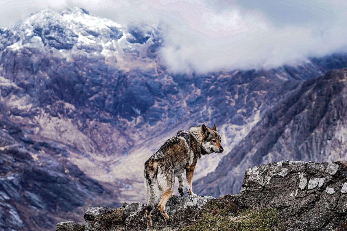 Watch: Breathtaking footage of wolf dogs climbing in the Isle of Skye’s Cuillin mountains – just don’t look down