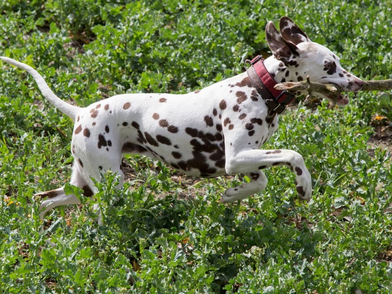 Dalmatian puppies don’t have the breed's unique spots when they’re born. They start life pure white, developing the trademark spots by the time they are around four weeks old. They then continue to develop spots throughout their life.