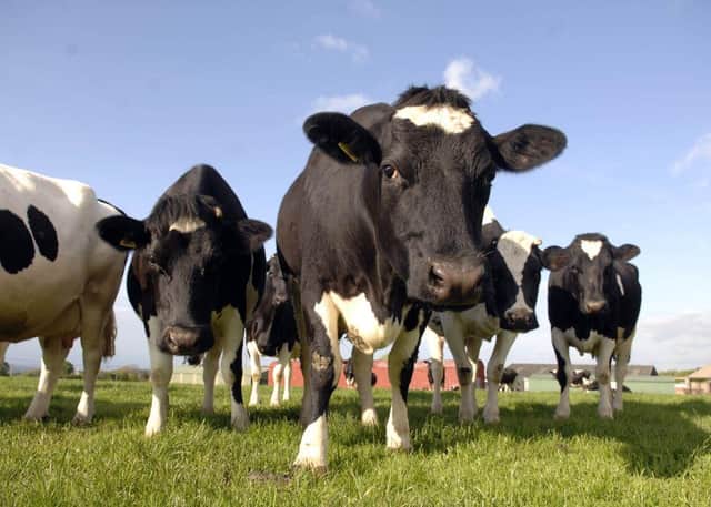 Livestock wearing Nofence collars can be turned out into a field to graze with no physical fencing
