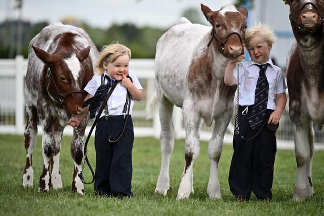 Young handlers take part in the Royal Highland Show at the Royal Highland Centre on June 26, 2022