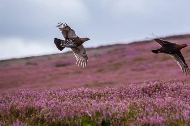 Grouse over heather