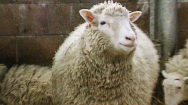 Dolly the sheep's creators were asked to clone lost loved ones | The Scotsman Dolly the sheep's creators were asked to clone lost loved ones | The Scotsman