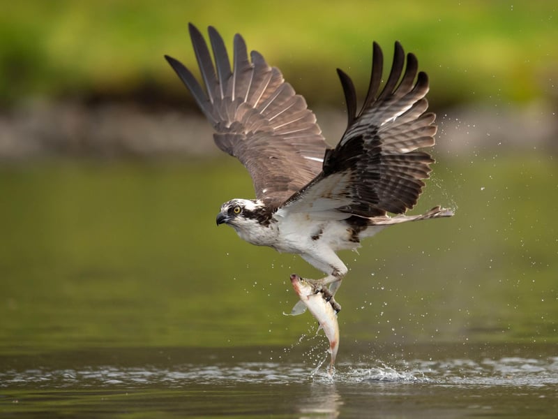 Ospreys spend their winters in west Africa but return to Northern Europe in March. Catch them fishing the lochs of Scotland - and if you're lucky you might even see them scoop up a trout.