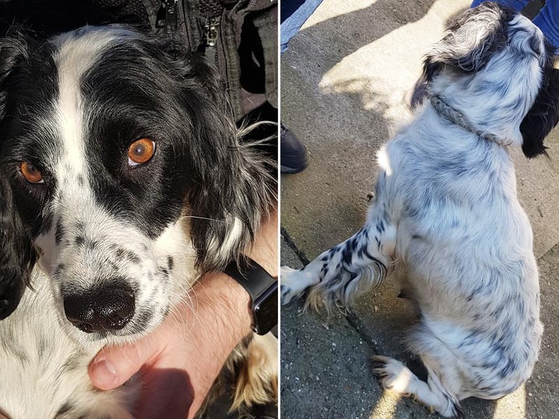 This is Millie. Do you recognise her?