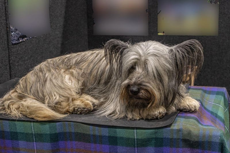 Scotland's most famous dog, the loyal Greyfriars Bobby who kept vigil at his master's grave, was a Skye Terrier. As the name would suggest, these wee dogs were first bred on the Isle of Skye, their popularity exploding after becoming associated with Queen Victoria. They are now sadly at risk of extinction in Scotland.