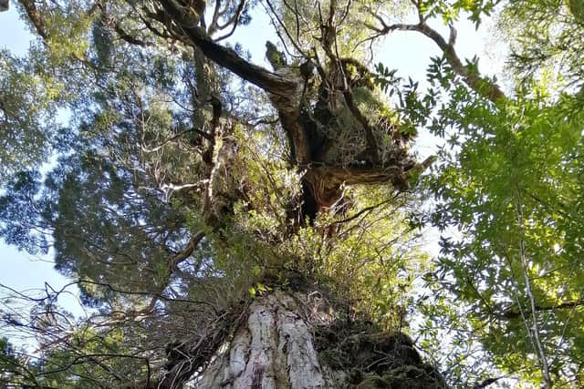 The trunk of a Patagonian Cypress tree, an iconic species which is at the centre of an international bid to preserved it in the wild. Pic: Josefina Hepp