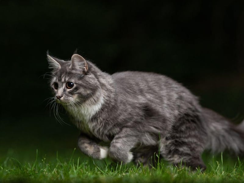 One of the more negative reasons cats get the zoomies is flea. Cats sometimes have the zooms and act crazy because they have fleas - often when miaowing is involved.