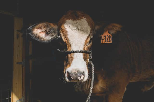 The Thainstone Spectacular attracts some of the best commercial cattle in the country.