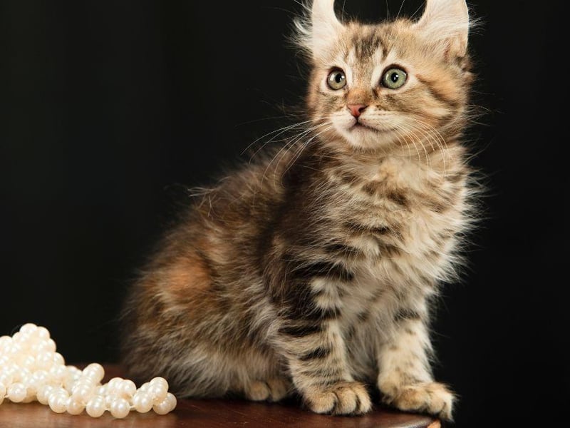 The unique American Curl has a very calm temperament and one of the most affectionate cat breeds you can own.