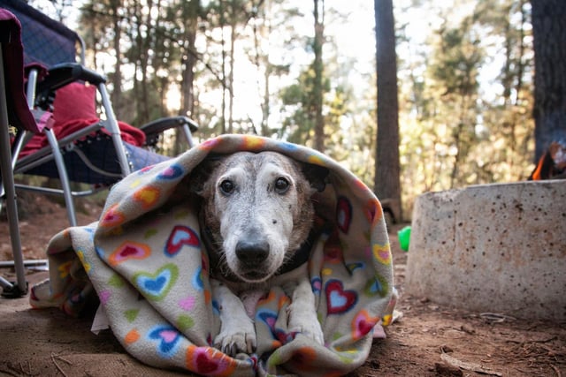 When you get to your destination, take your dog for a play and a pee before you unpack your car. Give your dog time to sniff about and explore their new surroundings.