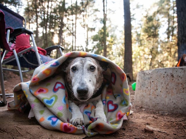 When you get to your destination, take your dog for a play and a pee before you unpack your car. Give your dog time to sniff about and explore their new surroundings.