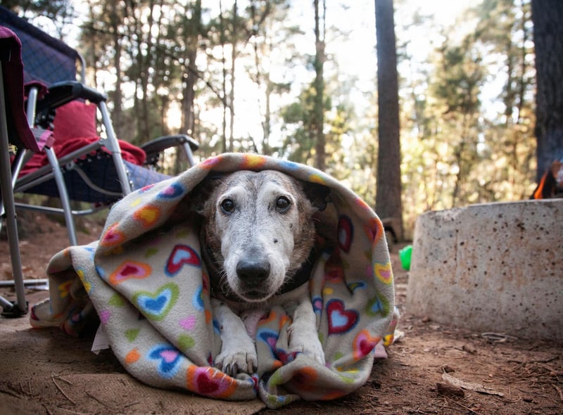 When you get to your destination, take your dog for a play and a pee before you unpack your car. Give your dog time to sniff about and explore their new surroundings.