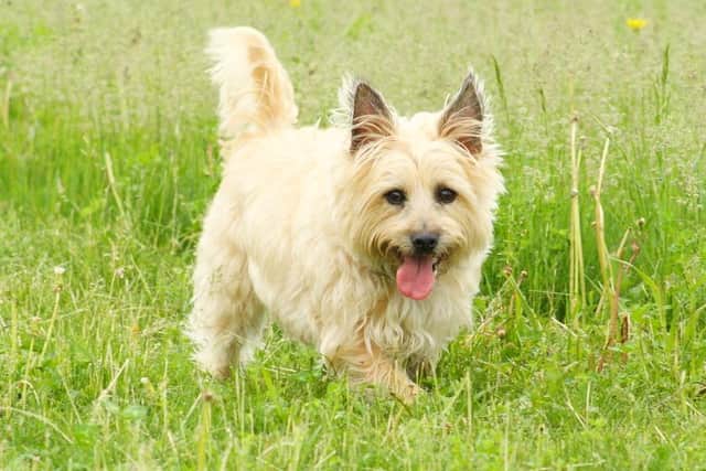 Concerns have been raised that Cairn terriers and other traditionally popular dogs could disappear if pet owners continue to copy celebrity trend-setters