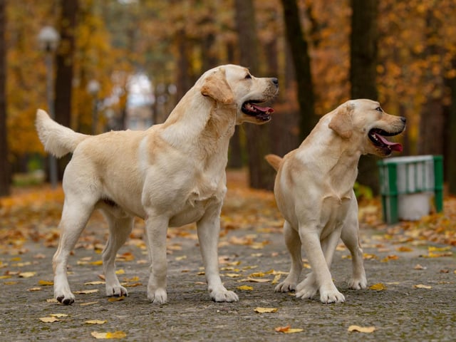 This time of year can prove to be stressful for pets, due to Halloween and the fireworks season. During Halloween your pet may become stressed with strangers knocking on the door for trick or treat, as they may be unsure about the scary costumes. If you know you are going to get trick or treaters at the door, secure your pet in another room so they don’t get spooked and try to escape. Although they look cute, don’t force your pet to wear a Halloween costume if they seem anxious. If they are happy to wear one, make sure it’s not too tight, can’t be chewed and doesn’t restrict their airways in anyway.