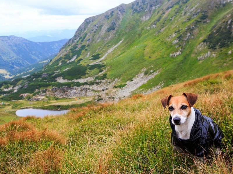 We are surrounded by beautiful mountains and valleys. Climbing a mountain and reaching the peak, can take a dog walk from ‘meh’ to ‘motivating and marvellous’. It’s a great way to spend some time outdoors and offers a unique and rewarding experience. Set your sights on the highest mountain locally, and challenge yourself to climb it with the dog. Alternatively, go for gold by climbing one of the highest mountains in the UK such as Ben Nevis in Scotland, Scafell Pike in England and Snowdon in Wales. Whichever route you take, you’ll be rewarded with spectacular views with your furry best friend by your side.