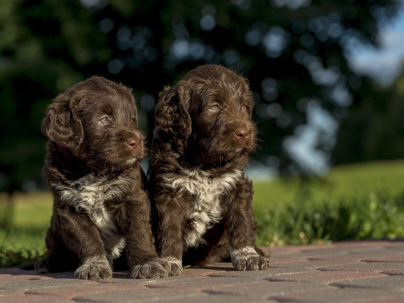 Molly is the seventh most popular female dog name in the UK. It's a Hebrew name which has a number of meanings, including 'star of the sea'.