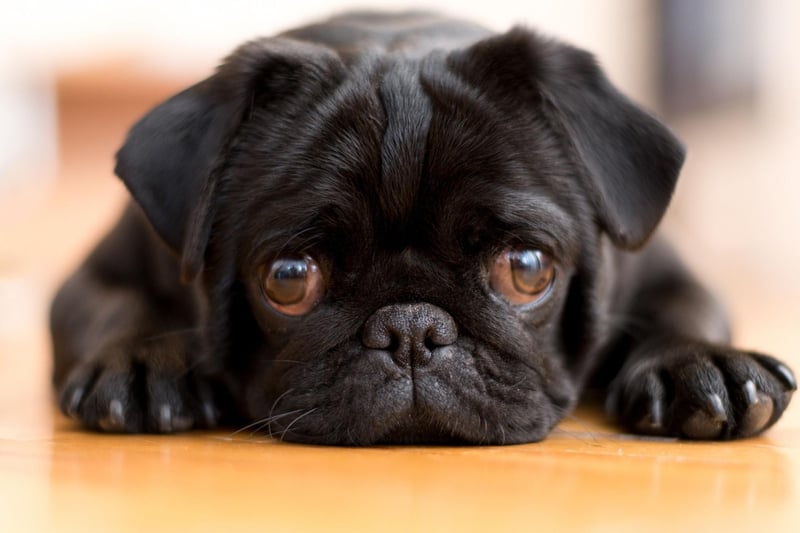 Hugo is the fourth most popular name for adorably Pug pups. It's a German name meaning 'mind'.