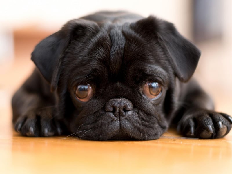 Hugo is the fourth most popular name for adorably Pug pups. It's a German name meaning 'mind'.