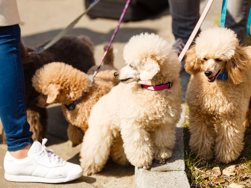 Poodles have been used to create some of today's most in-demand dogs - here are the 10 most popular.