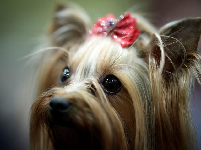 A Yorkshire Terrier waits to go in the judging ring on day four of Crufts ahead of the 'Best in Show' final.