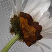 The dark-bordered beauty moth is just one of the invertebrate species at the centre of conservation work by the Royal Zoological Society of Scotland