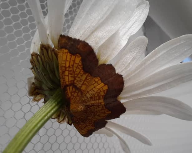 The dark-bordered beauty moth is just one of the invertebrate species at the centre of conservation work by the Royal Zoological Society of Scotland