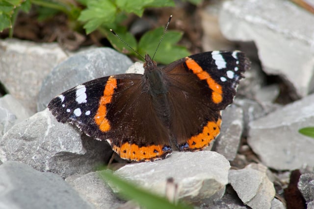 They may be more common on warm summer days, but it's still possible to see butterflies on the wing in Scotland in November. This year has seen a particularly large number of autumn Red Admirals in parks and gardens - look out for them being attracted to flowers on sunny afternoons.