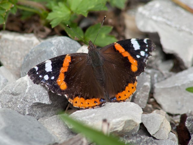 They may be more common on warm summer days, but it's still possible to see butterflies on the wing in Scotland in November. This year has seen a particularly large number of autumn Red Admirals in parks and gardens - look out for them being attracted to flowers on sunny afternoons.