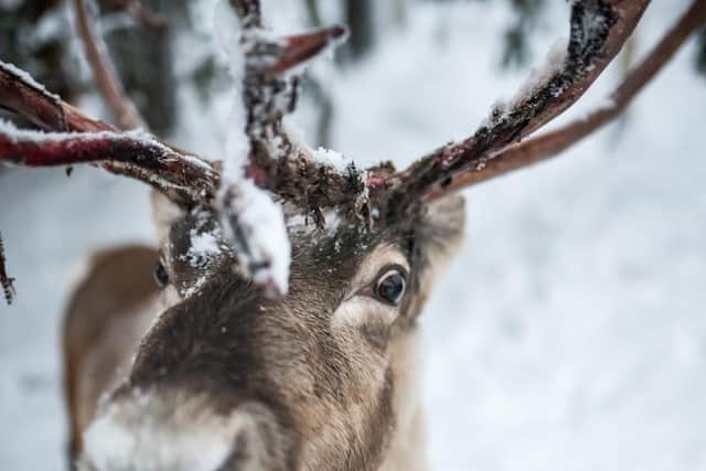 Santa has nine reindeer, they are all female