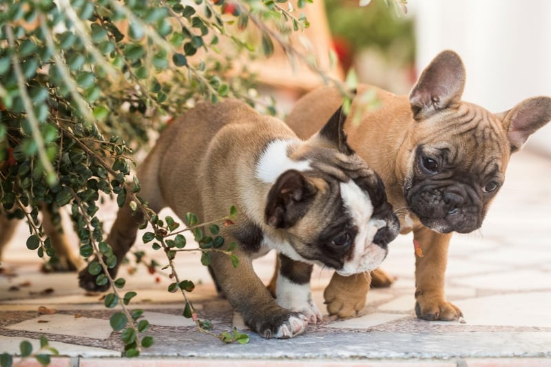 The second podium place for Frenchie names goes to Hugo. It's a name of Germanic origin that means 'mind'.