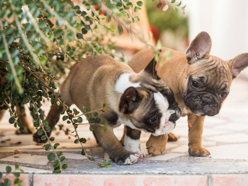 The second podium place for Frenchie names goes to Hugo. It's a name of Germanic origin that means 'mind'.