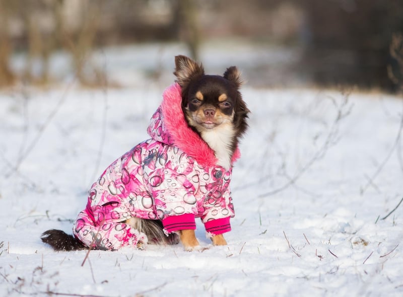 The diminutive Chihuahua has very little in the way of protection against the cold - luckily they are so small you can easily tuck them away in your bag or jacket to keep them cozy.