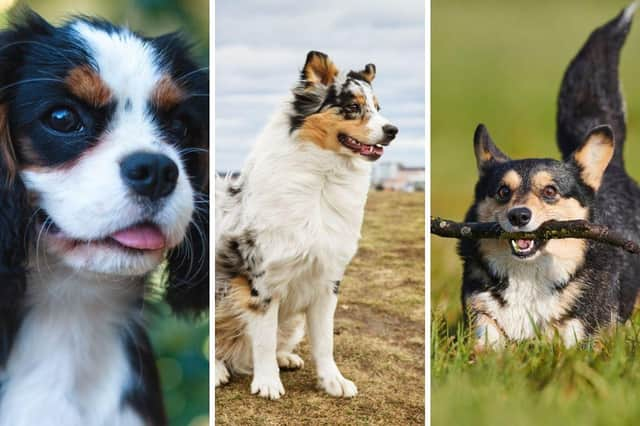 Dogs with tricolour coats have distinct patches of hair in three different colours.