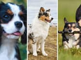 Dogs with tricolour coats have distinct patches of hair in three different colours.