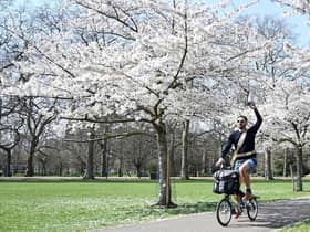 A man cycles past cherry blossom trees in Battersea Park, in London. Photo by JUSTIN TALLIS / AFP/ Getty