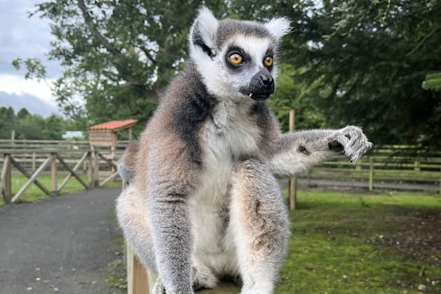 Three different lemur species – black-and-white, ring-tailed and brown – are kept at Blair Drummond Safari Park and took part in the experiment. Picture: University of Glasgow