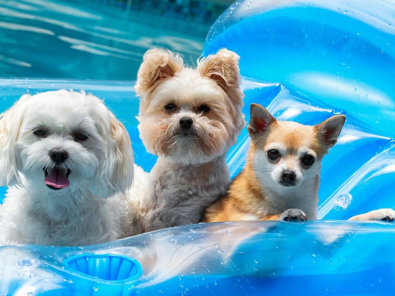 Unless absolutely necessary, avoid stranger’s offers for help with your dog.