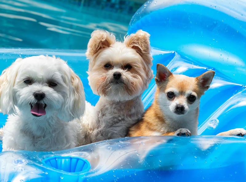 Unless absolutely necessary, avoid stranger’s offers for help with your dog.
