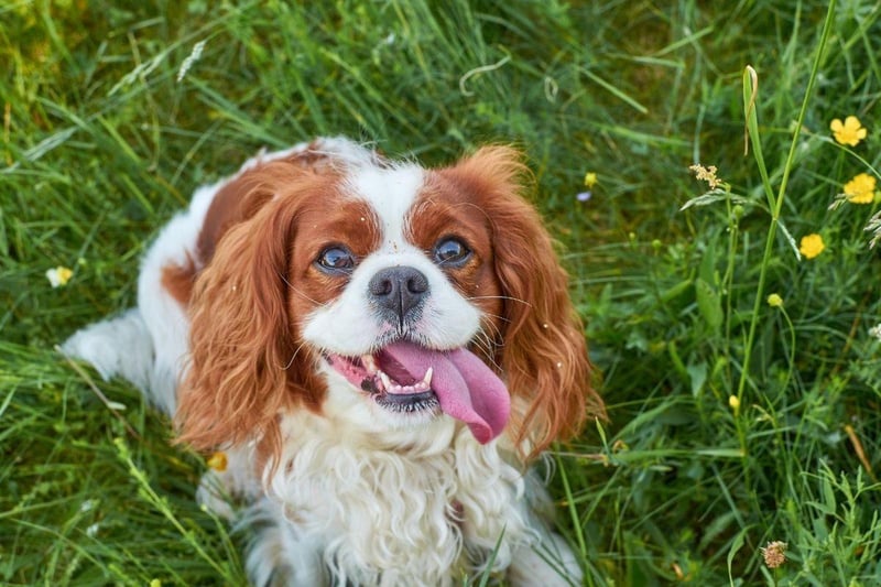 As quiet as they are cute, the Cavalier King Charles Spaniel. They may bark to let you know there's somebody at the door, but other than that they are very different from the more yappy-type small dog breeds.