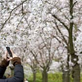 When is the first day of Spring 2022? A visitor takes photos as she visits the Blossom Park at Amsterdamse Bos, where the cheery blossom blooms for several weeks starting at the end of the month of March into April, in Amstelveen on March 20, 2022. - Netherlands OUT (Photo by Evert Elzinga / ANP / AFP)