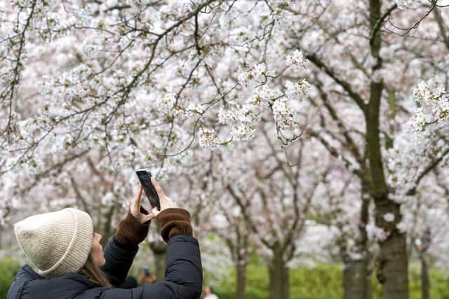 When is the first day of Spring 2022? A visitor takes photos as she visits the Blossom Park at Amsterdamse Bos, where the cheery blossom blooms for several weeks starting at the end of the month of March into April, in Amstelveen on March 20, 2022. - Netherlands OUT (Photo by Evert Elzinga / ANP / AFP)